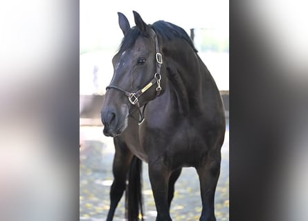Hanoverian, Mare, 14 years, 16,3 hh, Bay-Dark