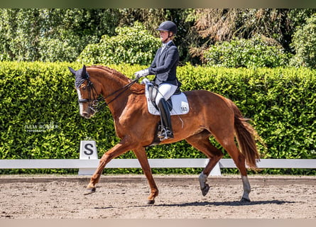 Hanoverian, Mare, 14 years, 17.1 hh, Chestnut-Red