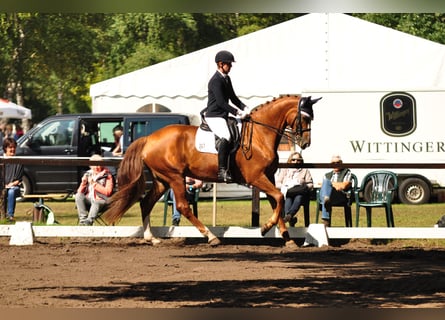 Hanoverian, Mare, 14 years, 17.1 hh, Chestnut-Red