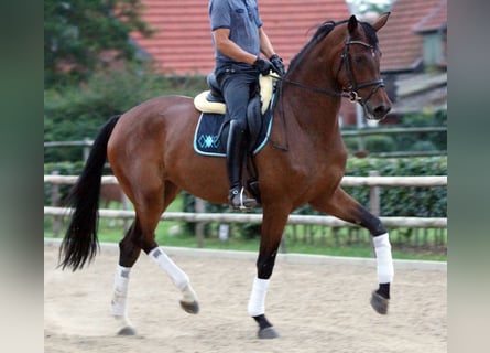 Hanoverian, Mare, 14 years, 17.2 hh, Brown