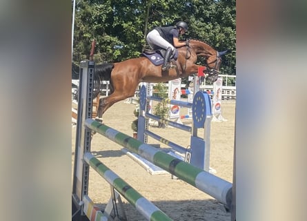 Hanoverian, Mare, 14 years, 17 hh, Bay-Dark