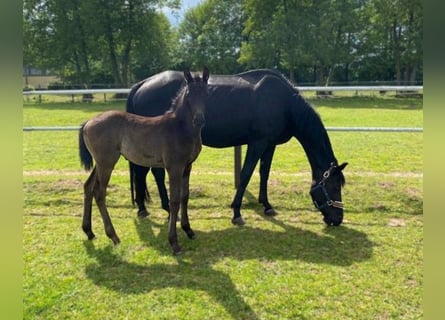 Hanoverian, Mare, 14 years, 17 hh, Black