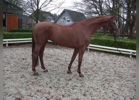 Hanoverian, Mare, 14 years, 17 hh, Chestnut-Red