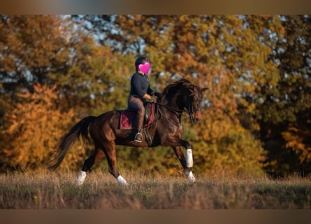 Hanoverian, Mare, 14 years, 17,1 hh, Bay-Dark