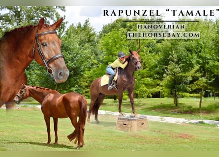 Hanoverian, Mare, 15 years, 15,3 hh, Chestnut