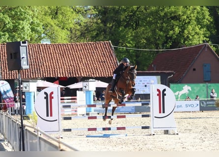 Hanoverian, Mare, 15 years, 15,3 hh, Brown