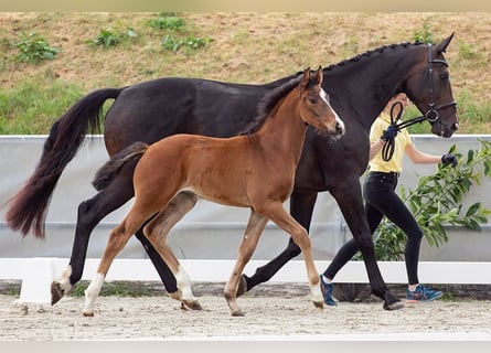 Hanoverian, Mare, 15 years, 16.1 hh, Bay-Dark