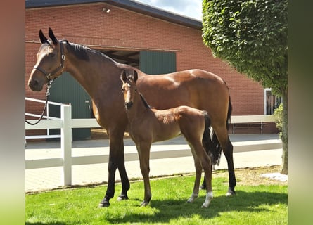 Hanoverian, Mare, 15 years, 16,1 hh, Brown