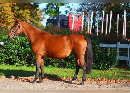 Hanoverian, Mare, 15 years, 16,1 hh, Brown