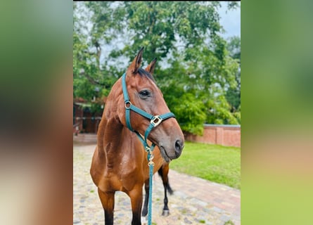 Hanoverian, Mare, 15 years, 16.1 hh, Brown