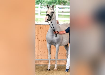 Hanoverian, Mare, 15 years, 16.1 hh, Grey