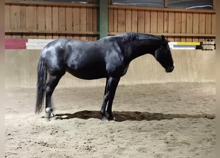 Hanoverian, Mare, 15 years, 16.1 hh, Smoky-Black