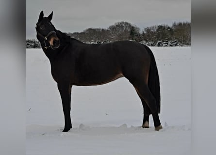 Hanoverian, Mare, 15 years, 16 hh, Bay-Dark