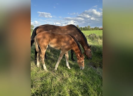 Hanoverian, Mare, 15 years, 16 hh, Brown