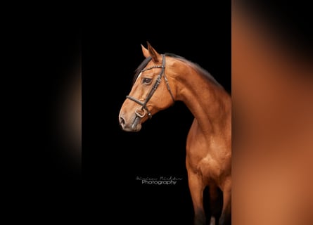Hanoverian, Mare, 15 years, 16 hh, Brown