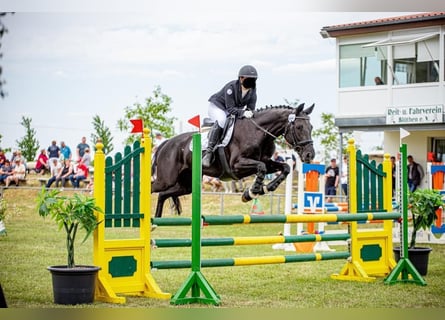 Hanoverian, Mare, 15 years, 16 hh, Smoky-Black