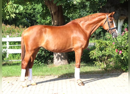 Hanoverian, Mare, 15 years, 16,1 hh, Chestnut-Red