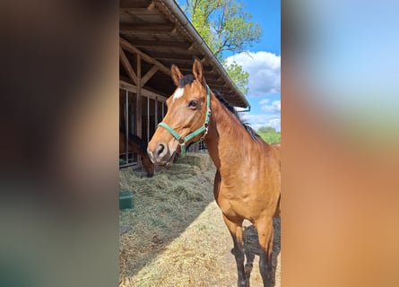 Hanoverian, Mare, 16 years, 16,1 hh, Brown