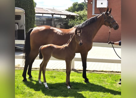 Hanoverian, Mare, 16 years, 16,1 hh, Brown