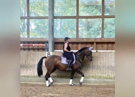 Hanoverian, Mare, 16 years, 16,1 hh, Brown