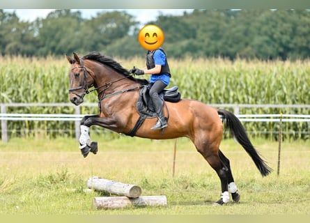 Hanoverian, Mare, 16 years, 16,1 hh, Brown