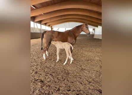 Hanoverian, Mare, 16 years, 16,1 hh, Chestnut