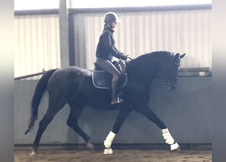 Hannoveraner, Stute, 16 Jahre, 16,2 hh, Dunkelbrauner