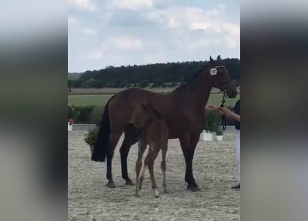 Hanoverian, Mare, 16 years, 16 hh, Brown