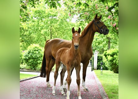 Hanoverian, Mare, 16 years, 16 hh, Chestnut-Red