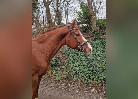 Hanoverian, Mare, 16 years, 16 hh, Chestnut-Red