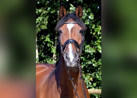 Hanoverian, Mare, 16 years, 16,2 hh, Brown