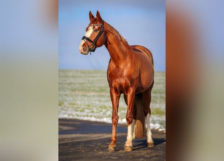 Hanoverian, Mare, 16 years, 16,2 hh, Chestnut-Red