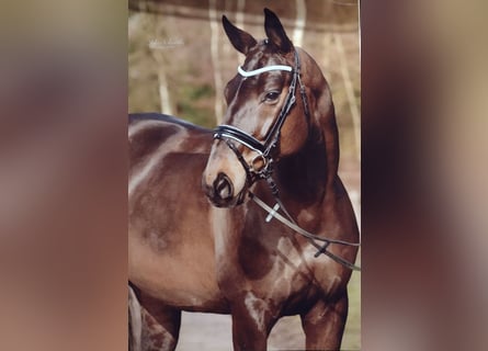 Hanoverian, Mare, 16 years, 17 hh, Bay-Dark