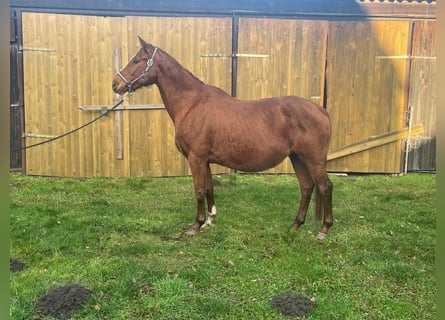 Hanoverian, Mare, 16 years, Chestnut-Red