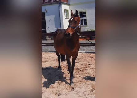 Hanoverian, Mare, 17 years, 15.3 hh, Brown