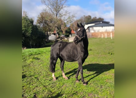 Hanoverian, Mare, 17 years, 16 hh, Black