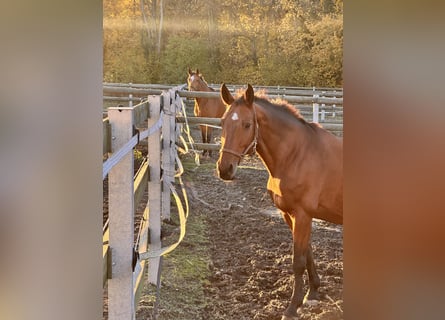 Hanoverian, Mare, 17 years, 16 hh, Brown