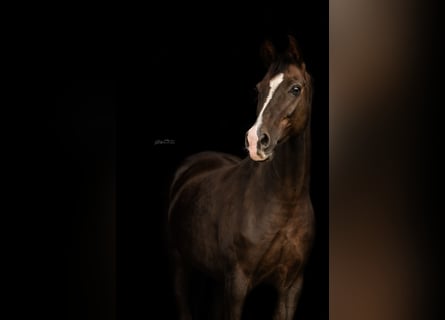 Hanoverian, Mare, 17 years, 16 hh, Chestnut