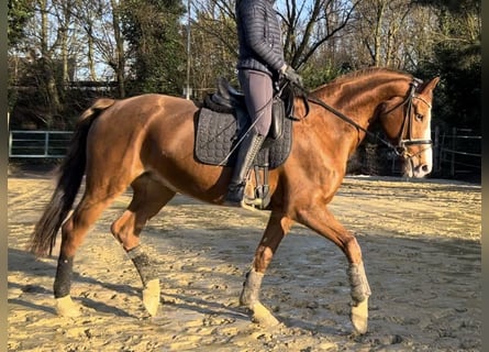 Hanoverian, Mare, 17 years, 16 hh, Chestnut-Red