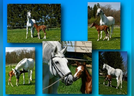 Hanoverian, Mare, 17 years, 16,1 hh, Grey