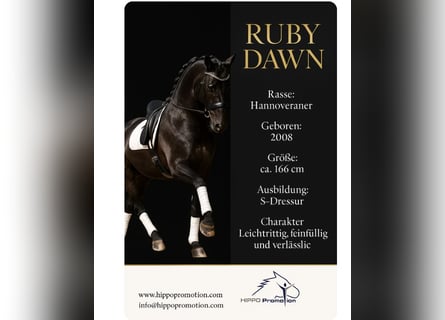 Hanoverian, Mare, 17 years, 16,1 hh, Smoky-Black