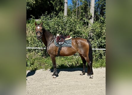 Hanoverian, Mare, 18 years, 16.1 hh, Bay-Dark