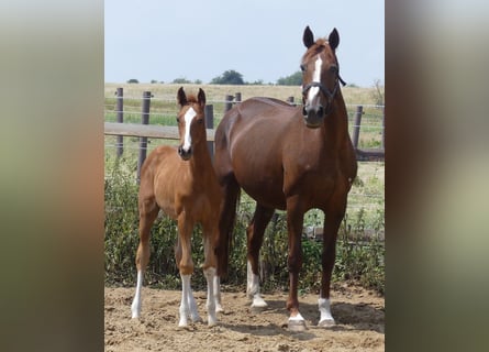 Hanoverian, Mare, 18 years, 16.1 hh, Chestnut-Red