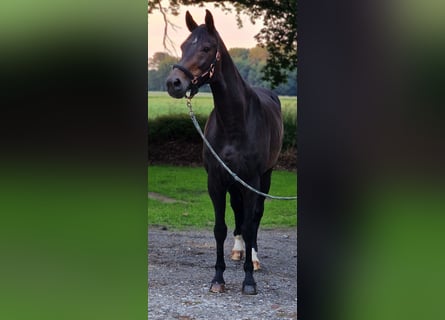 Hanoverian, Mare, 18 years, 16,1 hh