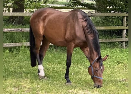 Hanoverian, Mare, 18 years, 16,2 hh, Brown