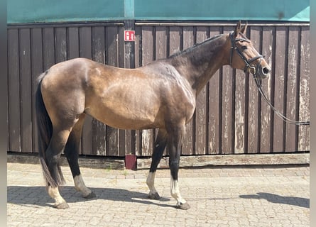 Hanoverian, Mare, 18 years, 16.2 hh, Brown