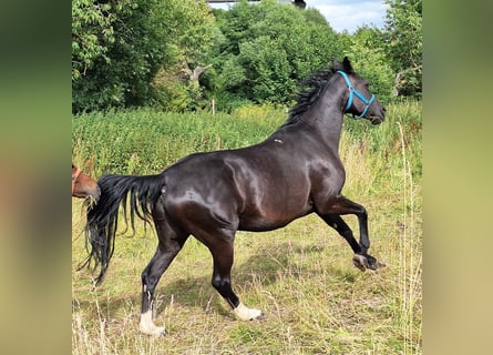 Hanoverian, Mare, 18 years, 16 hh, Black