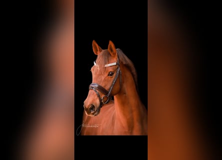 Hanoverian, Mare, 18 years, 16 hh, Chestnut-Red