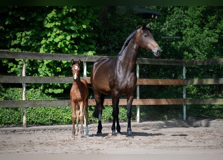 Hanoverian, Mare, 18 years, 16,1 hh, Bay-Dark