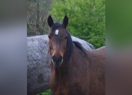 Hanoverian, Mare, 19 years, 15.1 hh, Bay-Dark